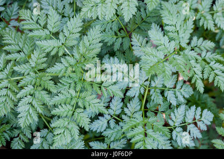 Poison hemlock, Conium maculatum, fresh leaves Stock Photo