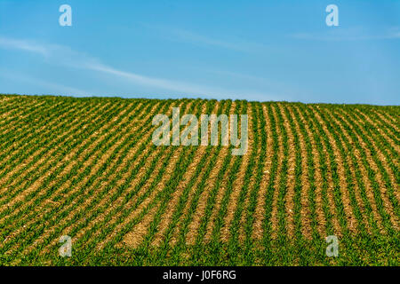 Field of maize in the Auvergne, France Stock Photo