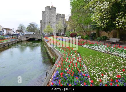 Westgate, which is the Medieval gate house area in Canterbury which is part of the city wall, the largest surviving in England. Stock Photo