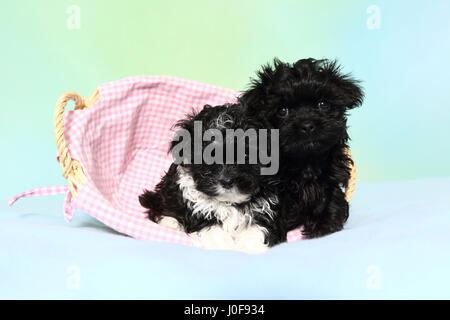 Bolonka Zwetna. Two puppies (7 weeks old) lying in a basket. Studio picture against a turquoise background Stock Photo