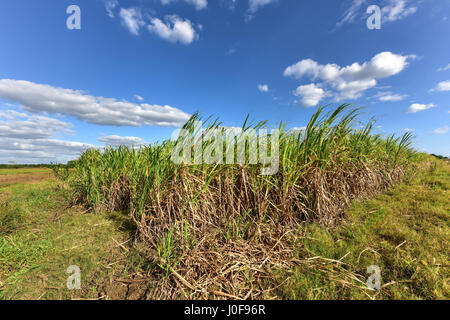 Sugar cane fields in a plantation in Guayabales, Cuba. Stock Photo