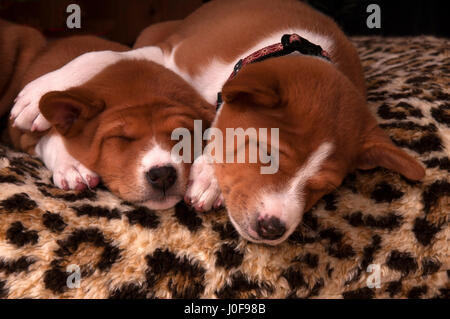 Basenji. Two puppies (7 weeks old) sleeping on a pet bed. Studio picture. Germany Stock Photo