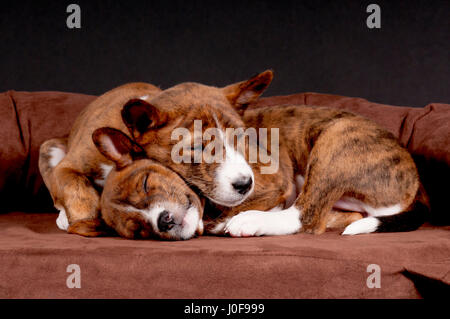 Basenji. Two puppies (6 weeks old) sleeping on a pet bed. Studio picture against a brown background. Germany Stock Photo