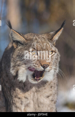 European Lynx ( Lynx lynx)  in snow,  yawning Stock Photo