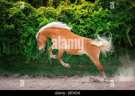 Haflinger Horse. Adult mare bucking in a paddock. South Tyrol, Italy Stock Photo