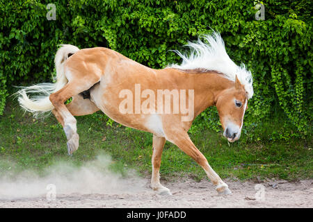 Haflinger Horse. Adult mare kicking in a paddock. South Tyrol, Italy Stock Photo