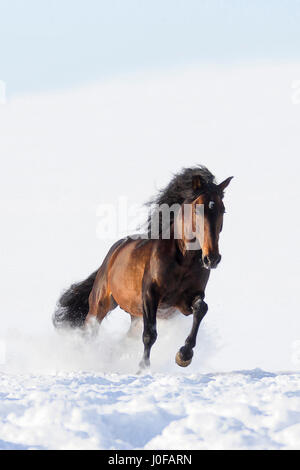 Pure Spanish Horse, Andalusian. Bay stallion galloping in snow. Germany Stock Photo