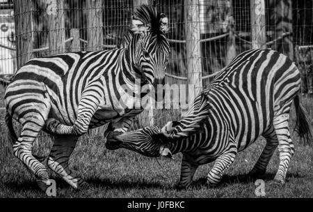 Zebras, Twycross Zoo, Leicestershire. Stock Photo