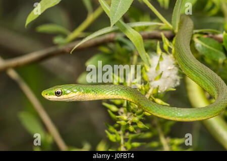 A Rough Green Snake climbing in a small tree in Florida. Stock Photo