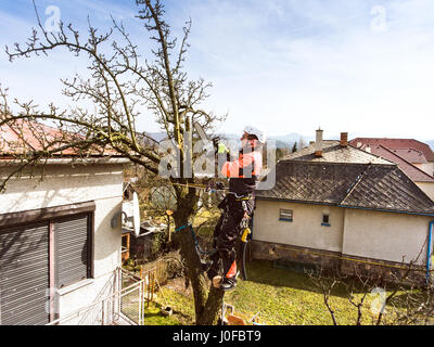 Lumberjack with chainsaw and harness pruning a tree. Arborist cuting tree branches. Stock Photo