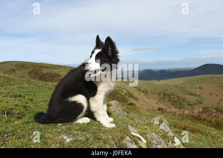 Cute border collie puppy sitting UK Stock Photo
