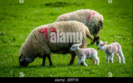 New born lambs with their mum on a farm in the Scottish borders Stock Photo