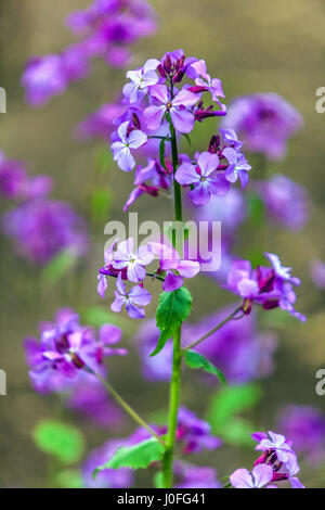 Lunaria annua  Lunaria Honesty or Annual Honesty flower head  Blooming in April Early Spring Purple flowers blooming Pale Blue Lunaria annua Flowering Stock Photo