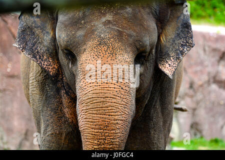 elephant Stock Photo