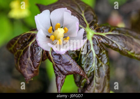 Podophyllum hexandrum, Himalayan May apple, Sinopodophyllum Stock Photo