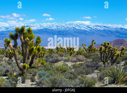 Joshua Tree Park near Las Vegas, Nevada Stock Photo