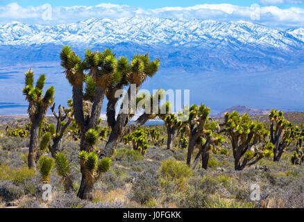 Joshua Tree Park near Las Vegas, Nevada Stock Photo