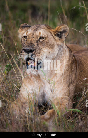 Lioness with her pray in Masai Mara National park Kenya Stock Photo - Alamy