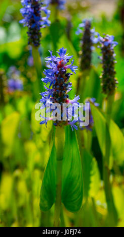 Blossom of heart-leaved pikeweed Botanical garden KIT Karlsruhe, Baden Wuerttemberg, Germany Stock Photo