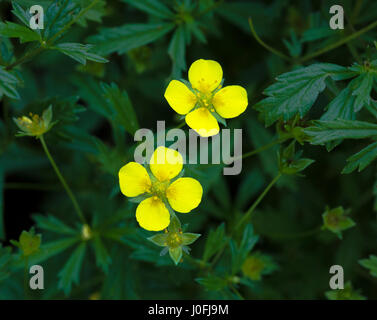 Common Tormentil or Septfoil (Potentilla erecta), hesse, germany, europe Stock Photo