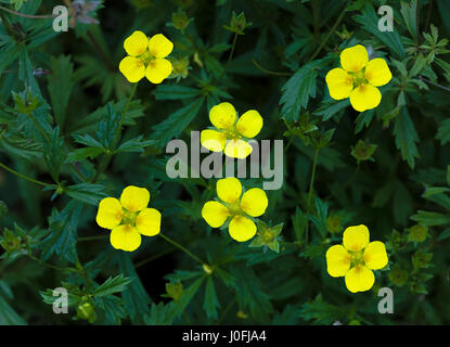 Common Tormentil or Septfoil (Potentilla erecta), hesse, germany, europe Stock Photo