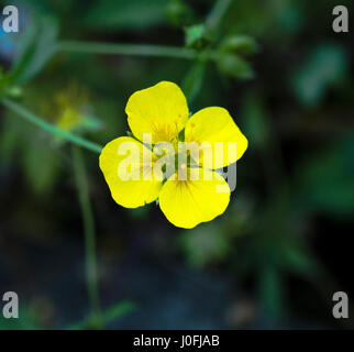 Common Tormentil or Septfoil (Potentilla erecta), hesse, germany, europe Stock Photo