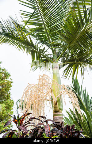 Flower spike on a mature Alexandra palm, Archontophoenix alexandrae, in a tropical home garden Stock Photo