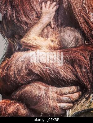 Orangutan's and new born at Twycross Zoo, Leicestershire. Stock Photo