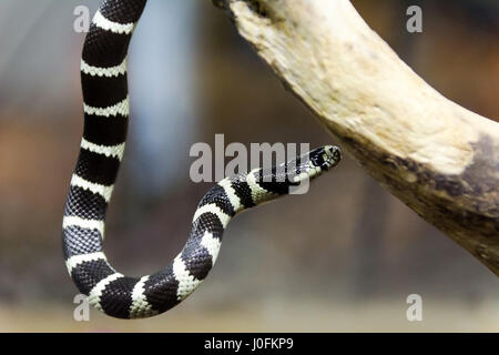 California king Snake hanging from branch Stock Photo