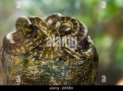 Spotted python sleeping on a big rock Stock Photo