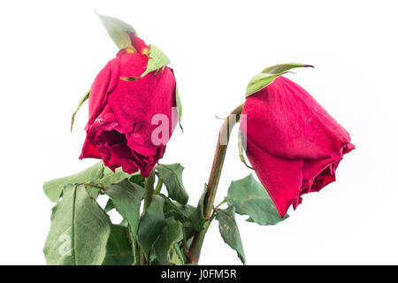 Two Wilted Roses on White Background. Stock Photo