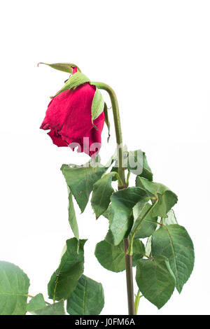 Withered Rose on White Background. Stock Photo