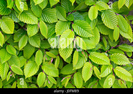 Fresh new leaves on Hornbeam Carpinus batulus hedge  Spring Norfolk Stock Photo