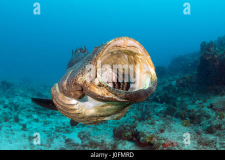 Goliath grouper Stock Photo