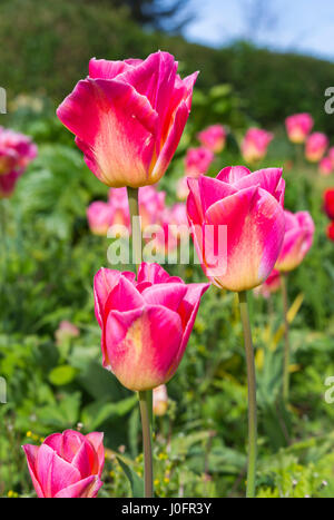 Pink tulips (Tulipa) in full bloom in Spring in West Sussex, England, UK. Stock Photo