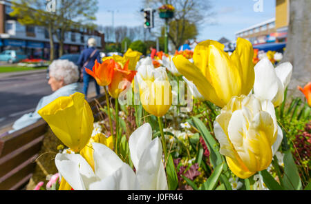 Yellow and white tulips in a flower bed in a small town in Spring in West Sussex, England, UK. Stock Photo