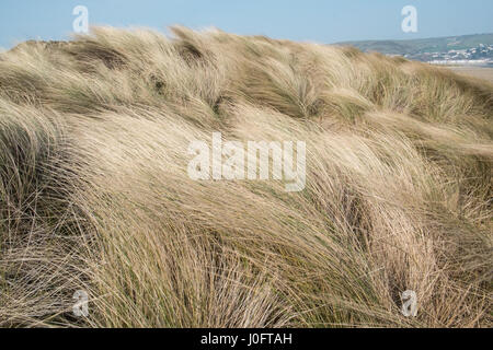 Sand, dunes,sand dunes, at, Ynyslas,Ynslas,ynyslas sand dunes,beach,empty,popular,coast,coastline,for,wading,birds,and,hikers,Ceredigion,Mid,Wales,U.K. Stock Photo