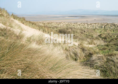 Sand, dunes,sand dunes, at, Ynyslas,Ynslas,ynyslas sand dunes,beach,empty,popular,coast,coastline,for,wading,birds,and,hikers,Ceredigion,Mid,Wales,U.K. Stock Photo