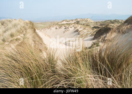 Sand, dunes,sand dunes, at, Ynyslas,Ynslas,ynyslas sand dunes,beach,empty,popular,coast,coastline,for,wading,birds,and,hikers,Ceredigion,Mid,Wales,U.K. Stock Photo