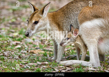 Agile Wallaby with joey looking out of the pouch. Stock Photo