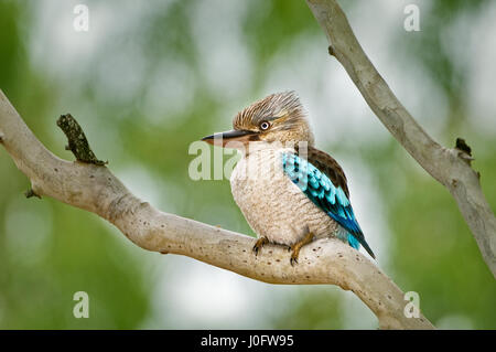 Blue-winged Kookaburra sitting in a gum tree. Stock Photo