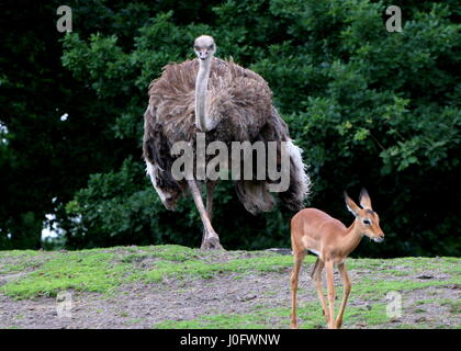 Female African Ostrich (Struthio camelus) chasing an impala antelope Stock Photo