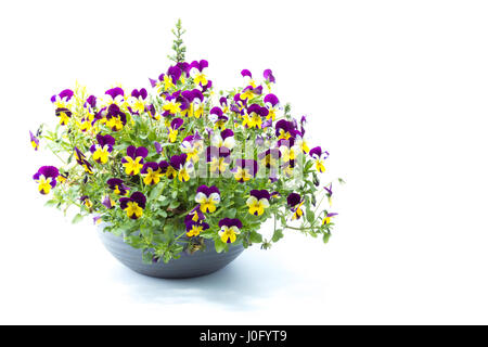 Tricolor pansy flower plant on a gray pot isolated in white background studio Stock Photo