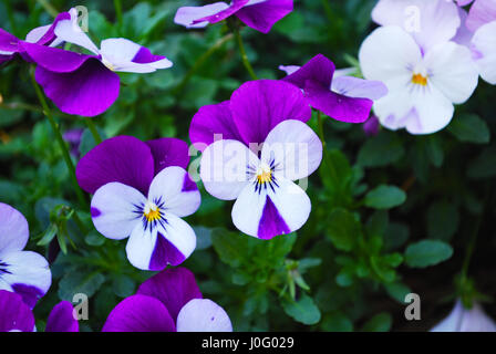 A Few Pansies in Bloom Stock Photo