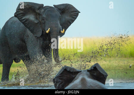 Elephant play charging other elephant, Chobe Nat Pk, Botswana, Africa Stock Photo