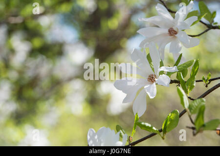 Magnolia kobus var. stellata 'Two Stones'.  Star Magnolia 'Two Stones' flower in spring Stock Photo