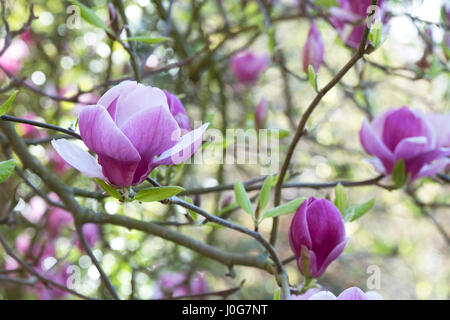 Magnolia × soulangeana. Saucer magnolia. Chinese magnolia flower in spring. UK Stock Photo