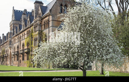 Pyrus salicifolia 'Pendula' . Pendulous willow leaved pear tree in blossom outside Christ Church college in spring. Oxford, Oxfordshire, England Stock Photo