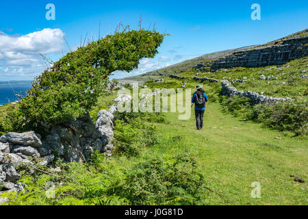 A walker on the old green road around Black Head, near Fanore Bridge, The Burren, County Clare, Ireland Stock Photo