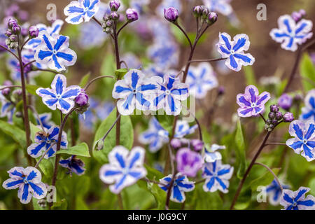 Omphalodes cappadocica 'Starry Eyes' know as Cappadocian navelwort in bloom Stock Photo